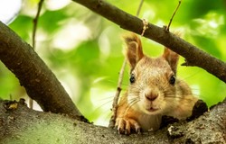 Odgadniesz po trzech słowach co to za zwierzę? Quiz (nie tylko) dla miłośników zwierząt!