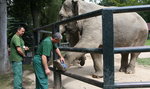 Mikołaj odwiedził słonice z krakowskiego zoo