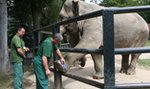 Mikołaj odwiedził słonice z krakowskiego zoo