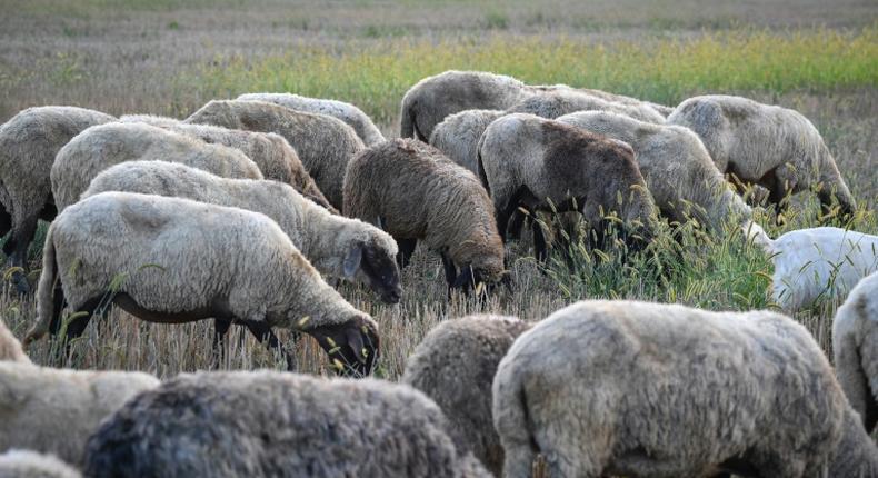 Romania is the EU's third-biggest sheep breeder after Britain and Spain