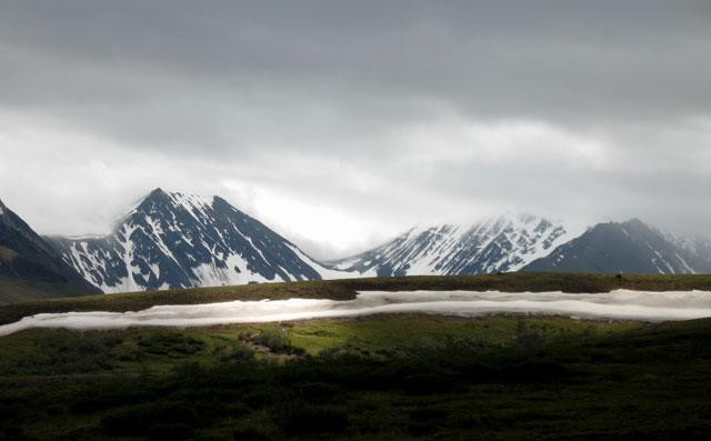 Galeria USA - Park Narodowy Denali, obrazek 10