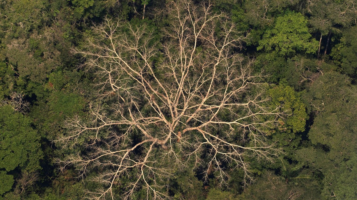 Más de la mitad de todas las especies silvestres se han extinguido