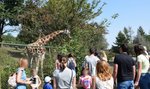 Pracownicy poznańskiego zoo tracą cierpliwość. Goście mieli jeść oplute siano?