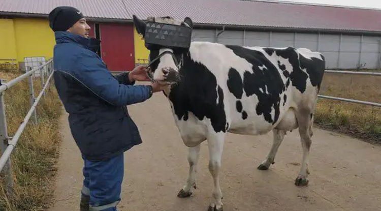 VR-szemüvegeket szerelnek a marhák fejére egy orosz farmon
