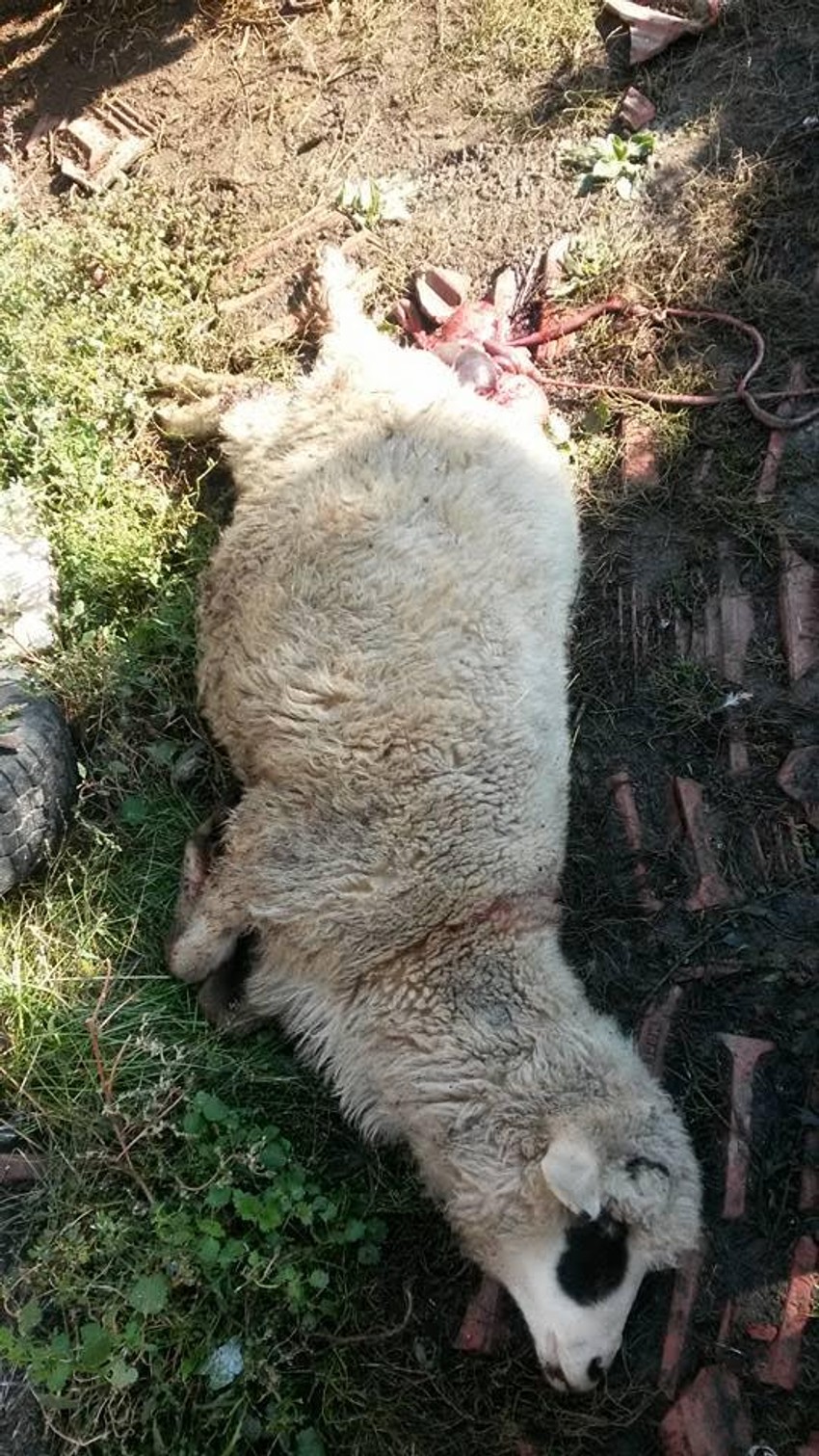 Nastradala ovca u Mladenovcu