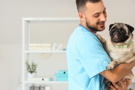 Veterinar UPOZORAVA da ove četiri namirnice NIKAKO ne dajete vašem ljubimcu: "Ovo je OTROV za pse"