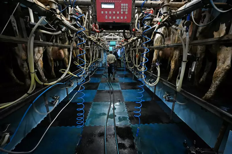 Przemysłowa hodowla zwierząt na mięso oraz produkcję nabiału odpowiada za większą emocję gazu niż światowy transport Fot. PAUL ELLIS/AFP/East News