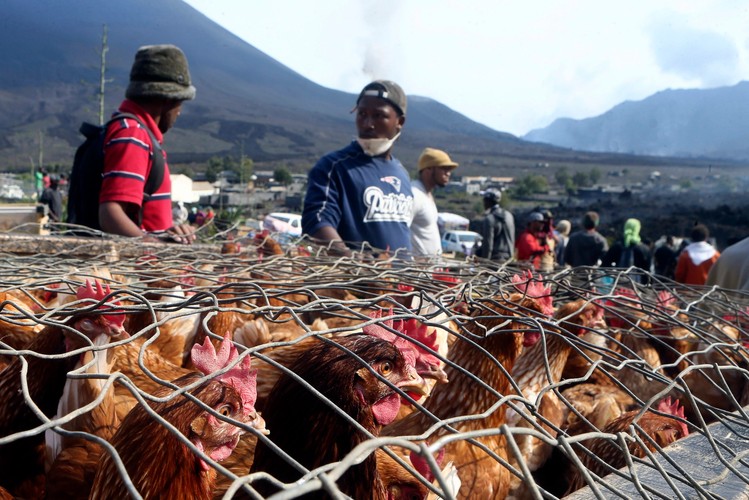 Niespokojny wulkan na wyspie Fogo