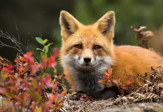 Oni powiedzieli „NIE” naturalnym futrom - domy mody, sieciówki i kraje wolne od okrucieństwa