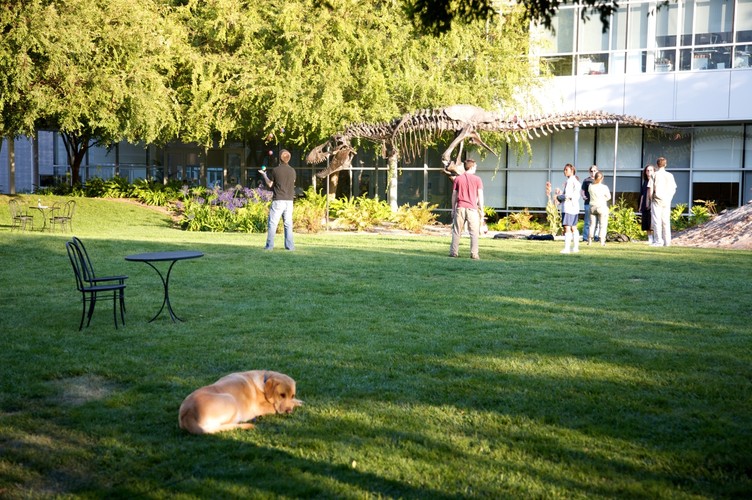 Ogród przy głównej siedzibie Google w Mountain View.