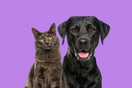 Ovo su NAJPOPULARNIJA IMENA ZA PSE I MAČKE u 2025. godini: Jedno se posebno voli i u Srbiji, a sve zbog kultnog filma