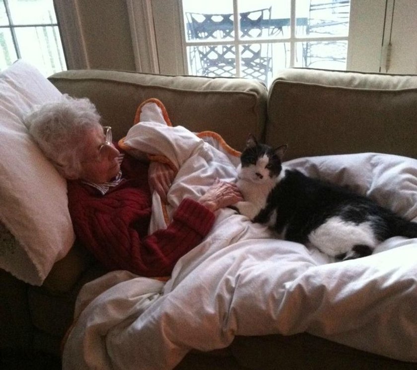 кошка друг человека. мордочка абиссинца. коты преданность. преданные кошки. преданная кошка.