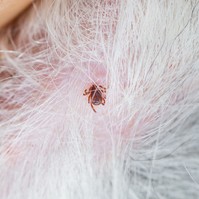 Ezek a kullancsok kedvenc rejtekhelyei a kutyákon – az alábbi területeket mindig alaposan ellenőrizze!