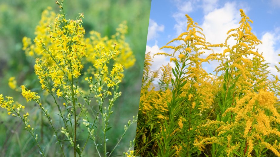 Są trudne do odróżnienia: z lewej nawłoć pospolita (Solidago virgaurea), z prawej nawłoć kanadyjska (Solidago canadensis)