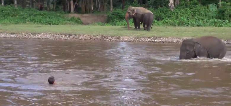 Słoń uratował topiącego się opiekuna