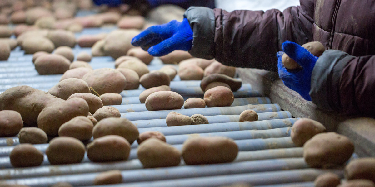 Ponad połowa posiadających ziemię mieszkańców obwodu kaliningradzkiego ma w planie uprawiać ziemniaki i buraki.