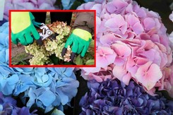 Jak przycinać hortensje, by pięknie kwitły? Zasada jest prosta