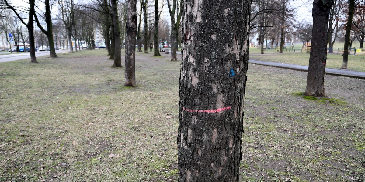 Rozwiązaliśmy zagadkę parku Bródnowskiego. Oznakowane drzewa zostają