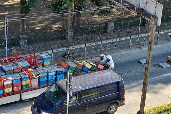 (VIDEO) Silne košnice ispale iz kamiona, ogroman broj PČELA 