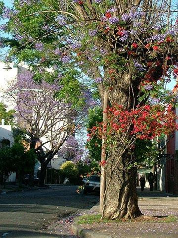 Galeria Argentyna - Listopadowe Buenos Aires, obrazek 88