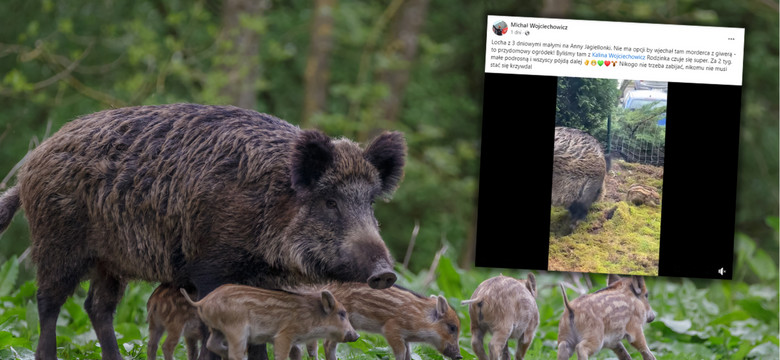 W przyblokowym ogródku w Gdańsku urodziły się dziki. Czeka je okrutny los