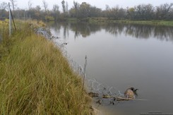Miał chronić granice, a zabił dziesiątki zwierząt. Szokujący raport o concertinie
