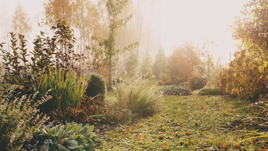 Listopad 2025 w ogrodzie [Kalendarz ogrodnika]