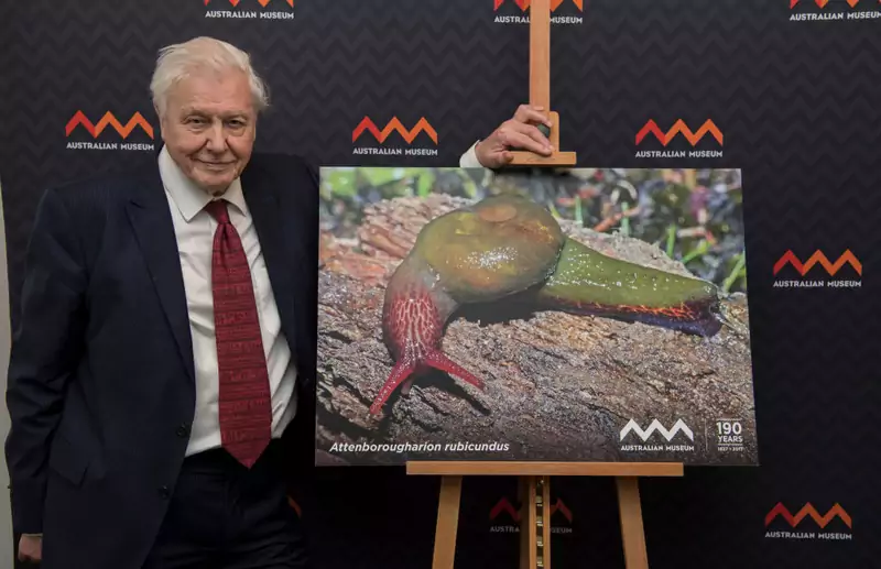 Sir David Attenborough ze zdjęciem ślimaka nazwanego na jego cześć  the Attenborougharion rubicundus fot. Getty Images / James D. Morgan