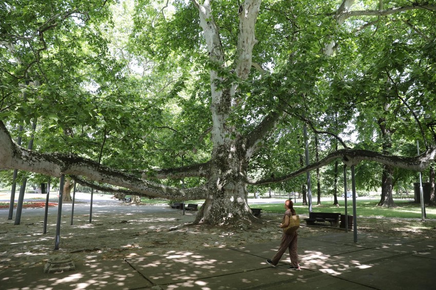 Topčiderski park: Platan kod Miloševog konaka