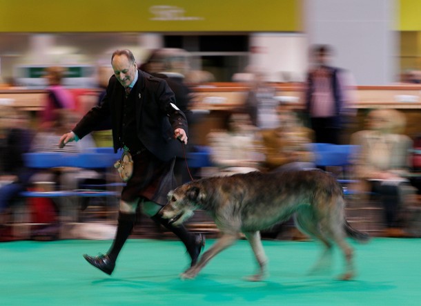 Prezentacja psa rasy wilczarz irlandzki na największym pokazie psów rasowych Crufts Dog Show w Birmingham.