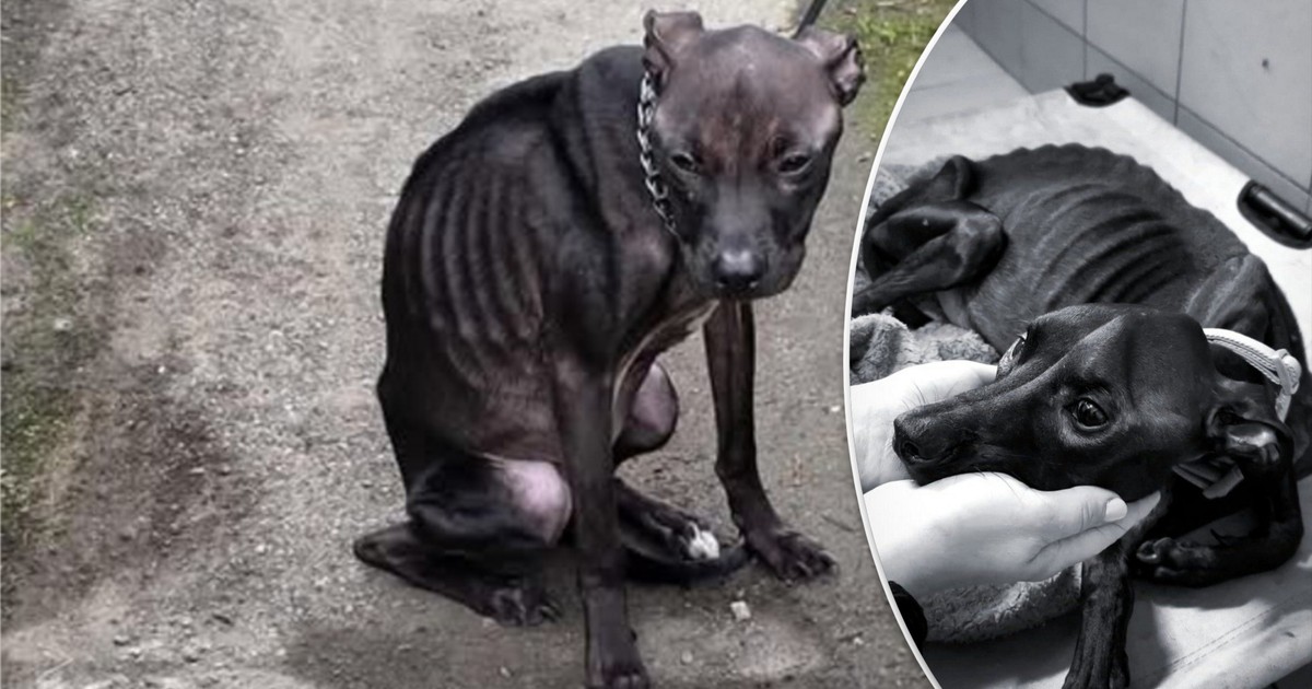 Na łańcuchu, bez kropli wody czekała na człowieka. Tłumaczenia oprawczyni nie mieszczą się w głowie