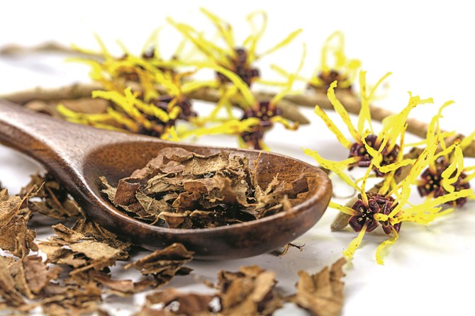 Hamamelis