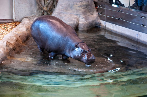 Nowy dom dla hipopotamów w krakowskim ZOO