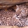 AP_leopard_se_bori_za_zivot_vesti_blic_safe