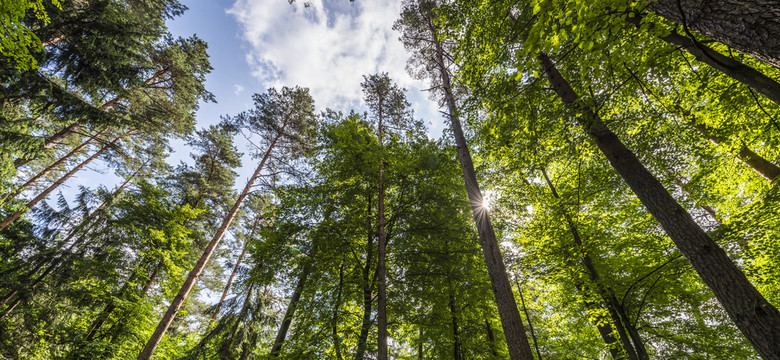Europoseł PiS pyta dlaczego KE nie reaguje w sprawie wycinki lasu w Bawarii. Problem z kornikiem jak w Puszczy Białowieskiej