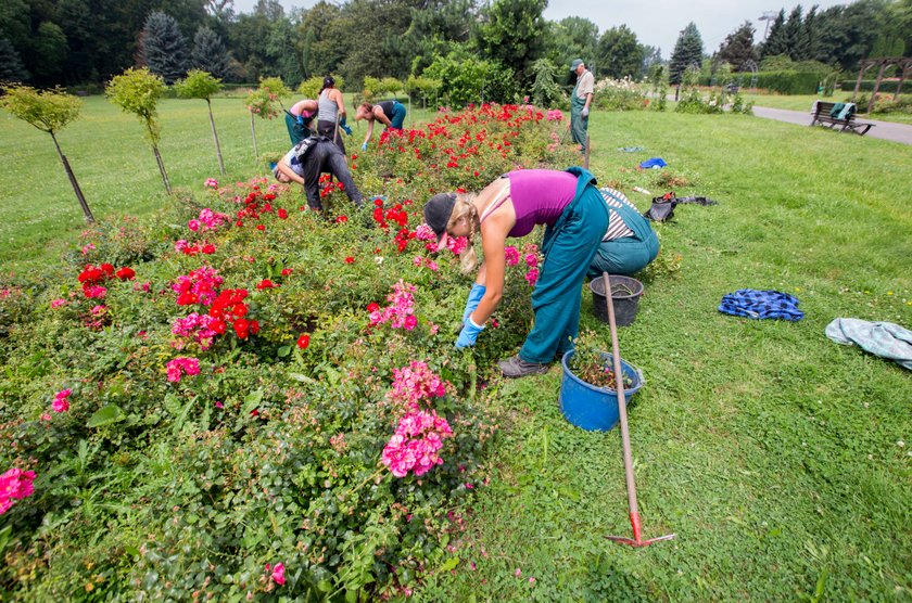 Rosarium w Parku Śląskim