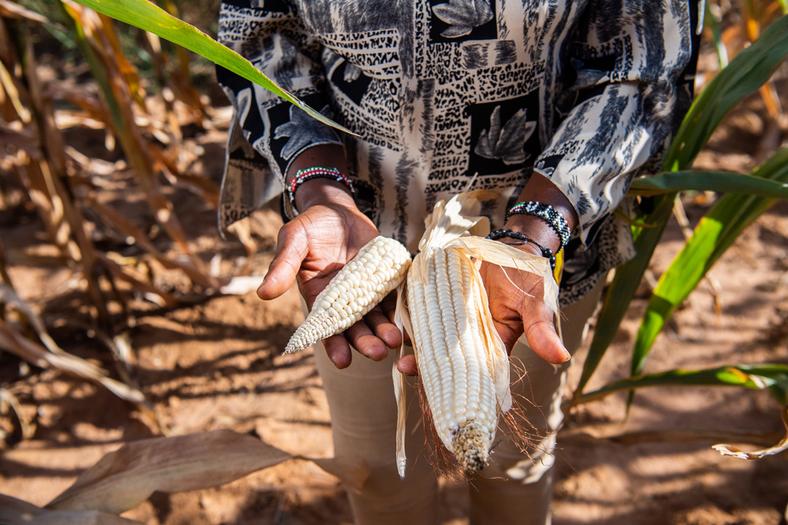 Porównanie kukurydzy uprawianej tradycyjnymi i zmodyfikowanymi metodami