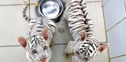 Kolejne białe tygryski w zoo w Borysewie