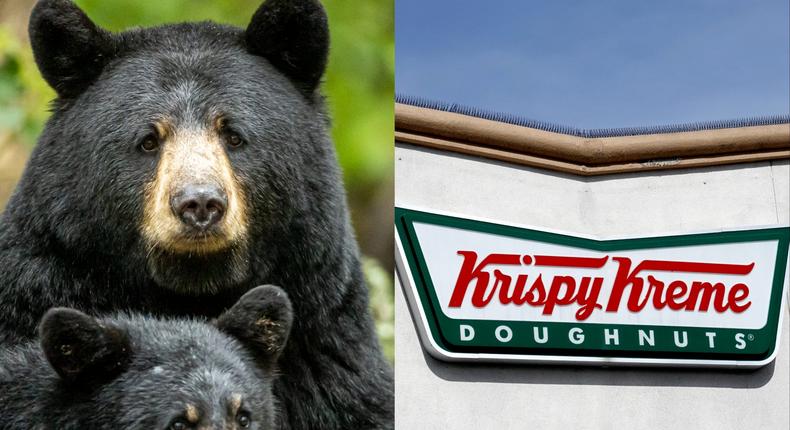 A group of bears got a tasty snack after sneaking into a doughnut truck and stealing sweets.Getty Images stock photo / Justin Sullivan/Getty Images