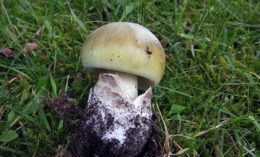Nazwa Grzyba Którego Najłatwiej Pomylić Z Muchomorem Sromotnikowym Trzy osoby zatruły się sromotnikiem. Pierwsze zatrucia grzybami w tym roku