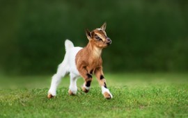 blyskawiczny-i-trudny-quiz-o-przyslowiach-ze-zwierzetami-100-proc-dla-tegich-umyslow