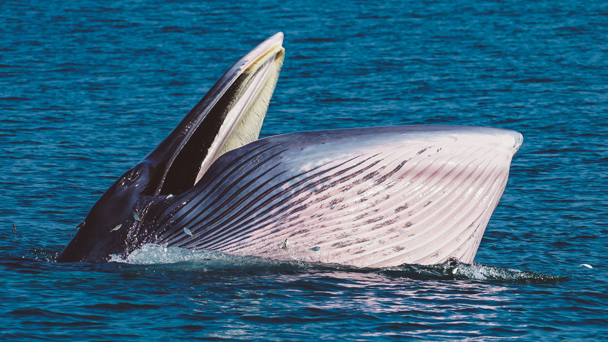 Kajakowa wycieczka dwóch przyjaciółek u wybrzeży Kalifornii skończyła się niespodziewanym spotkaniem z wielorybem. Bardzo bliskim spotkaniem...