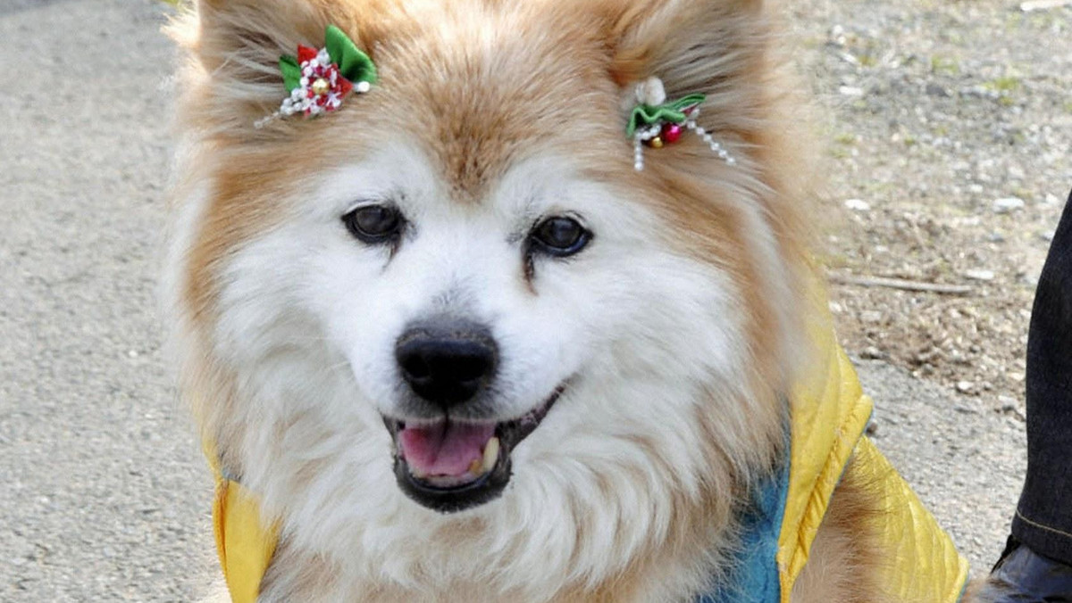 Nie żyje Pusuke, który według Księgi rekordów Guinnessa był najstarszym psem świata. Japoński mieszaniec przeżył 26 lat i 9 miesięcy, czyli tyle, ile przeżyłby 125-letni człowiek - podała dzisiaj agencja Kyodo.