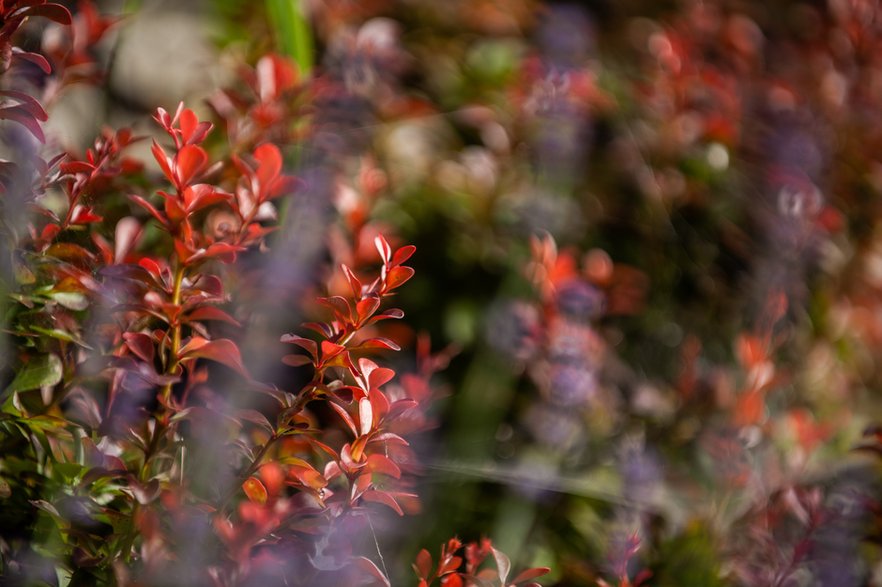 Berberis thunbergii 'Atropurpurea' - lebaer/stock.adobe.com