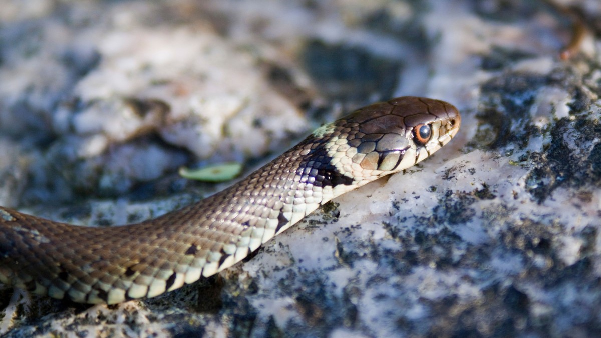 Belouška, ilustracija