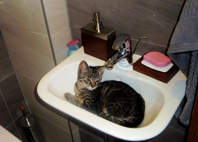 Kot w łazience
