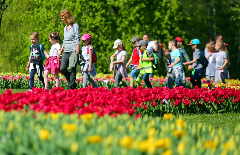 Festiwal tulipanów w Ogrodzie Botanicznym w Łodzi 