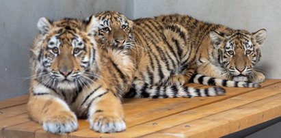 Czworonożni uchodźcy są już bezpieczni w poznańskim zoo