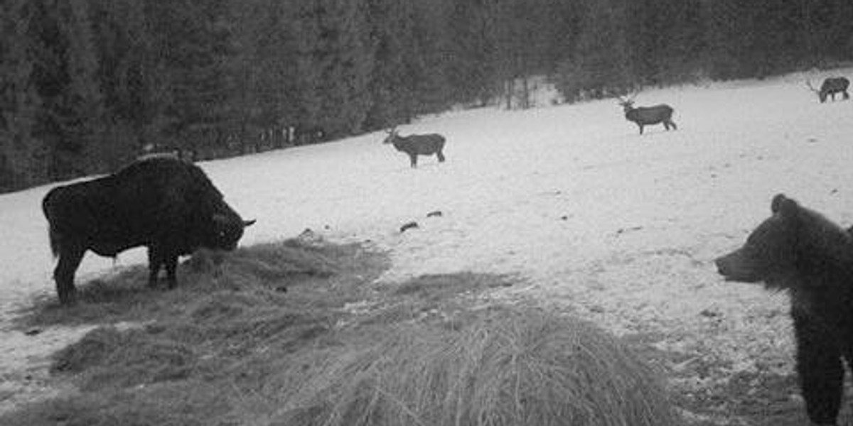 W paśniku każdy czeka na swoją kolej