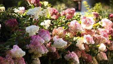 cięcie hortensji bukietowej na wiosnę. kiedy i jak przycinać hortensje bukietowe? zielone pogotowie